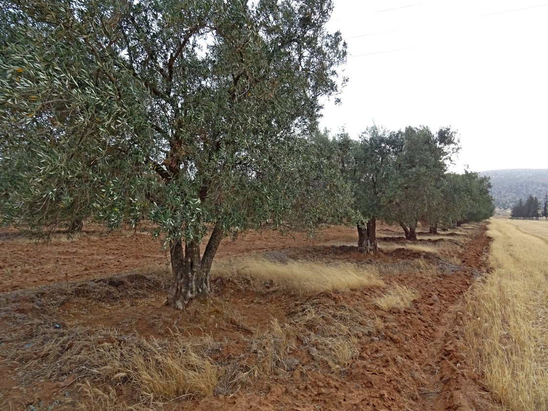 Traditional basin irrigation of olive trees, and wheat, Algeria. Photo: Nabil Kherbache, Flickr